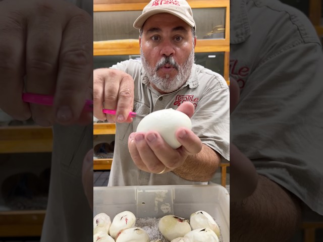 BABY SNAKE 🐍 Even if snakes aren’t your thing, look at how cute this guy is 🤩