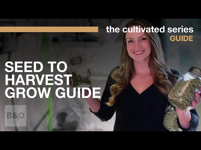 Seed to Harvest: A Complete Indoor Cannabis Grow Guide | 2021