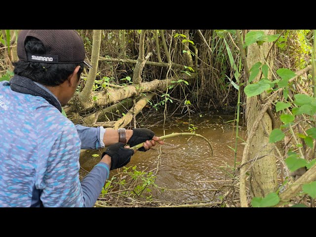 Under the roots of old trees, many fish hide when fishing in the swamp #SG-415