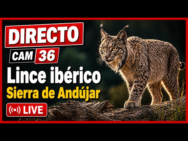 Lince ibérico 🔴 DIRECTO Sierra Morena (Cámara 36 | Jaén)