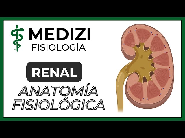 Clase 55 Fisiología Renal - Anatomía funcional del riñón  (IG:@doctor.paiva)