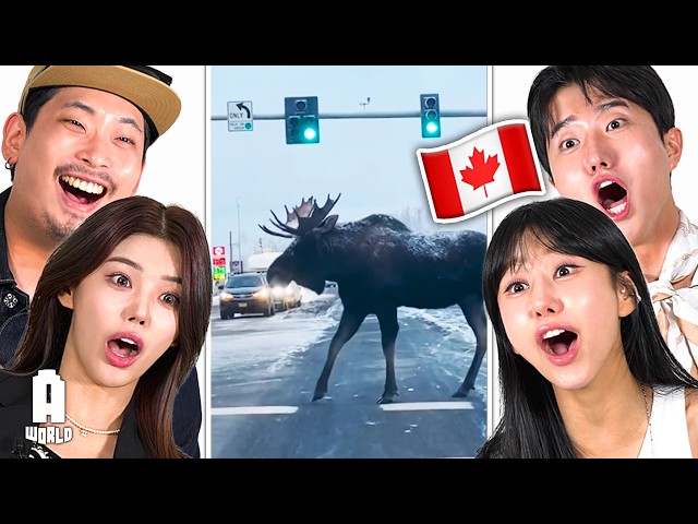 Koreans React to CANADA ISN'T REAL!