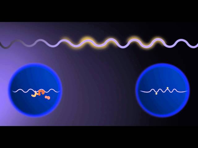 Understanding ENCODE