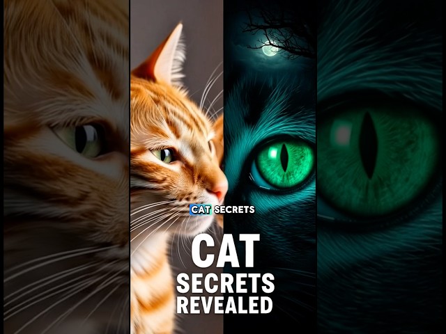 ULTIMATE HUNTER: How Cats See in the Dark (And Why They Blink) 👁️🌙 #shorts  #cat #facts #didyouknow