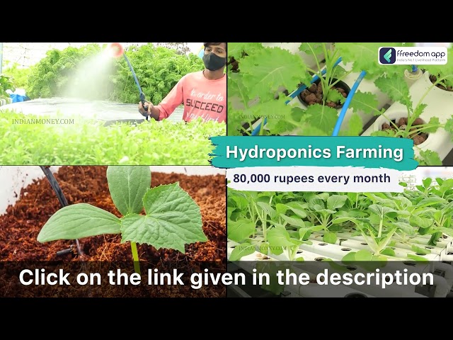 Abhishek Singh - Hydroponics Farming Success Story in English | ffreedom app