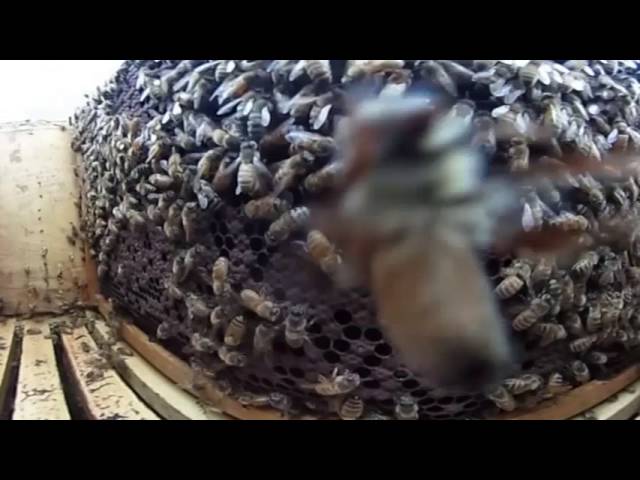 Inside a beehive