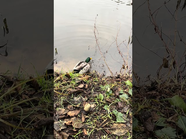 Eating and Drinking 🦆❤️