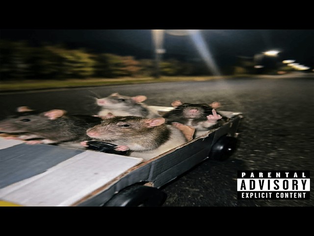the algorithm presents to you rat jazz🐀🚗