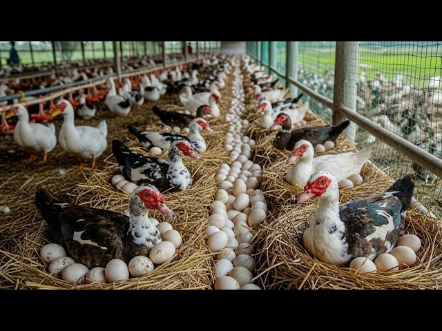 How to Raise Muscovy Ducks for Eggs & Meat | Full Farm Process