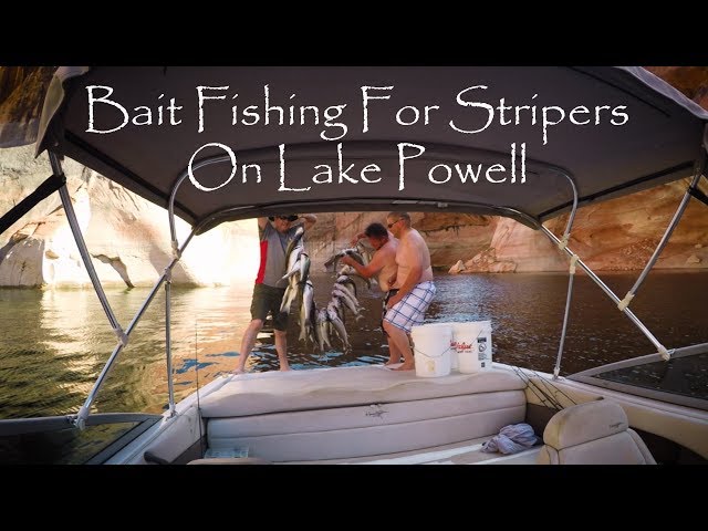 Slamming the Stripers at Lake Powell