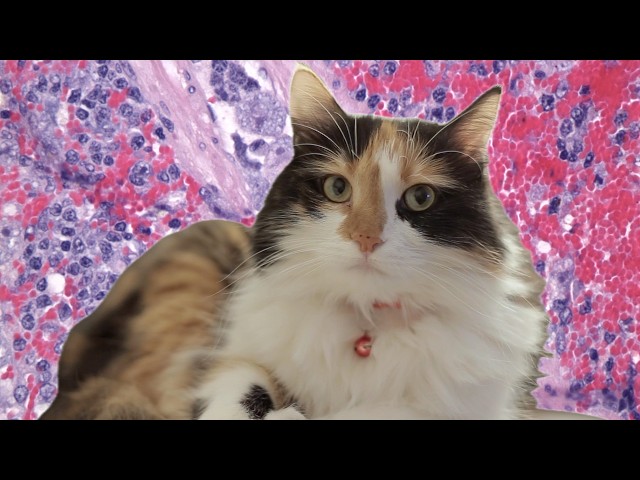 What Is 'Bobcat Fever' And How Can You Protect Your Cat From It?