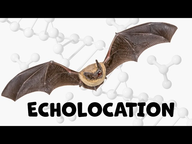 Nature’s Invisible Radar: The Science of Bat Echolocation Explained