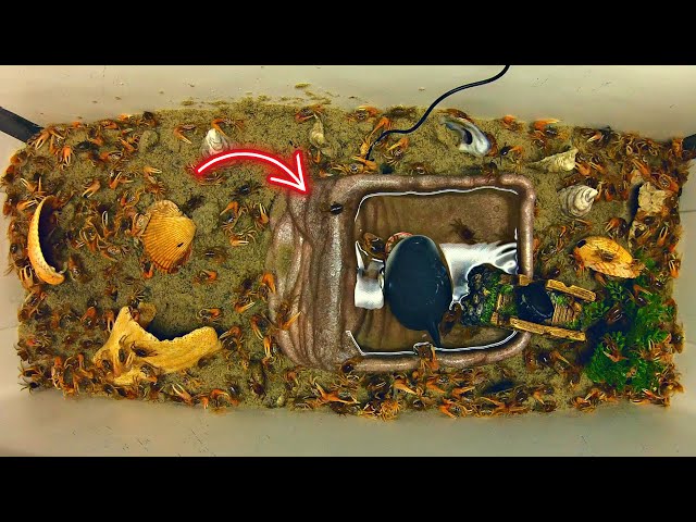 FIDDLER FARM! How To Build! FIDDLER CRAB HABITAT!