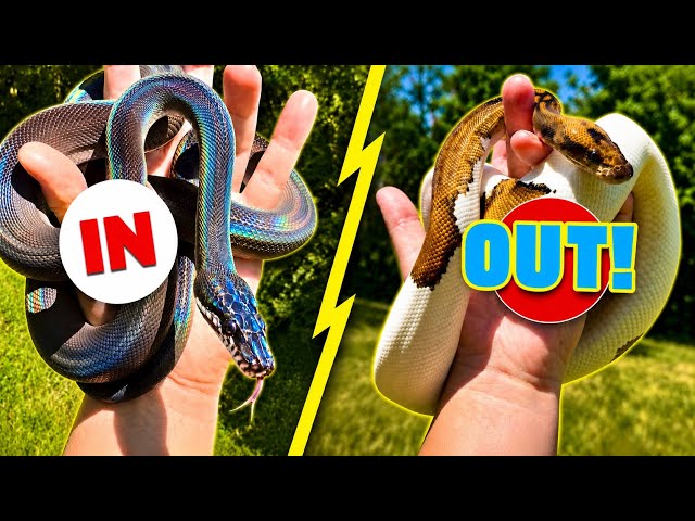 Why I Chose White Lipped Pythons Over Ball Pythons