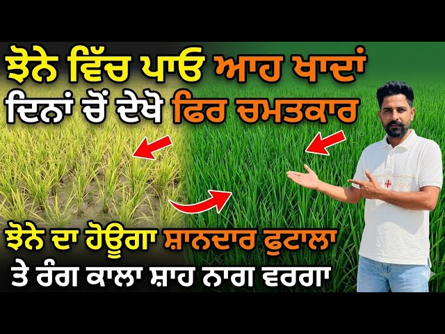 ਝੋਨੇ 'ਚ ਪਾਓ ਆਹ ਖਾਦਾਂ, ਦੇਖੋ ਚਮਤਕਾਰ! ਝੋਨਾ ਹੋਊ ਕਾਲਾ ਸ਼ਾਹ ਨਾਗ ਵਰਗਾ 🌾 Paddy Fertilizer Tips