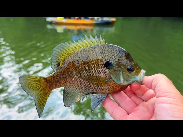 This Small Lake is Loaded with Panfish
