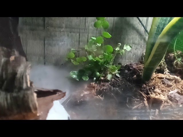 bioactive ball python setup