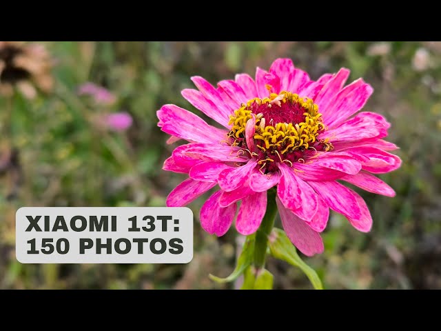 Xiaomi 13T and photography: Review + 150 test photos