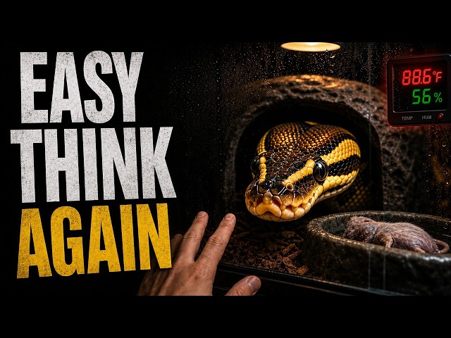 Ball Python Easy Pet Myth Nobody Explains