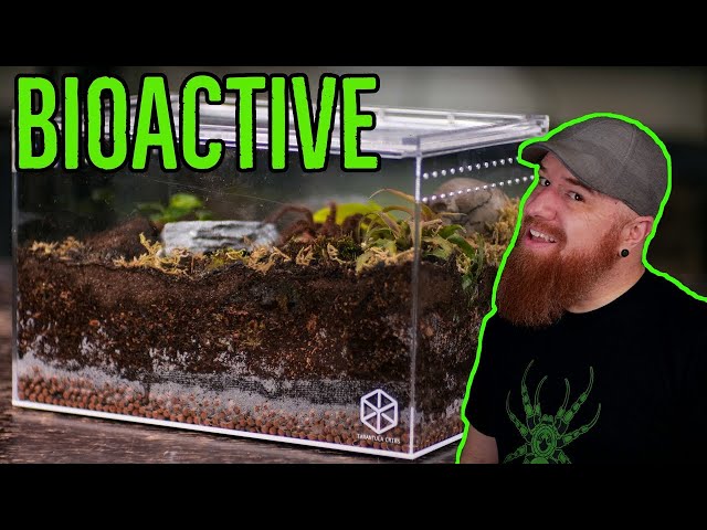 How To Build a Tarantula Bioactive Enclosure - YOU CAN DO IT!