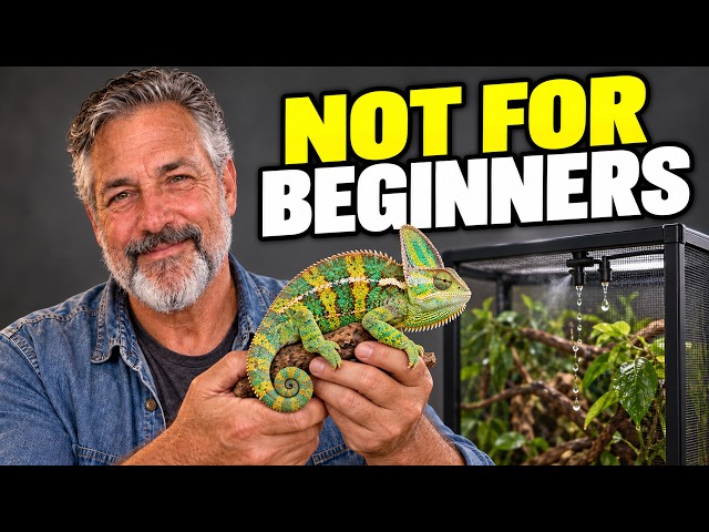 WATCH THIS Before You Get a Chameleon (They're Harder Than You Think)