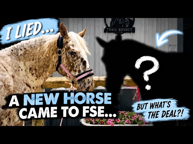 I LIED!!! Jango Isn’t The Only NEW Horse That Came To FSE…