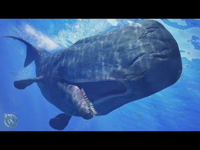 ¡El Cachalote, el asesino de las Orcas! Cachalote contra Orca