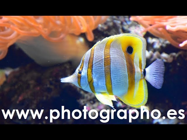 ACUARIO DE GIJÓN 360º  http://acuario.gijon.es/