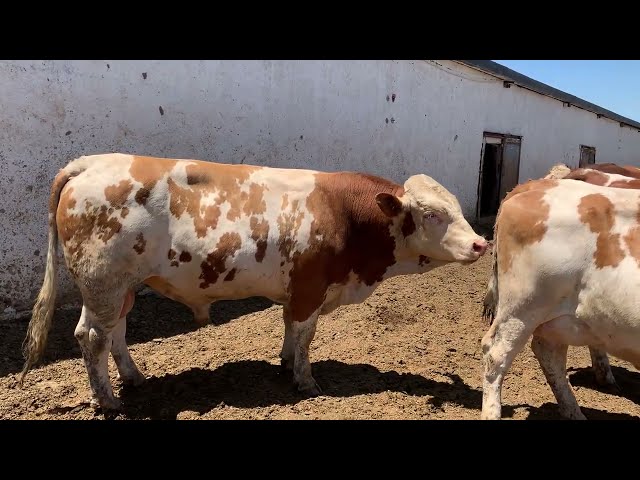Amazing Bull mating fast jumpers season 2 Session 3