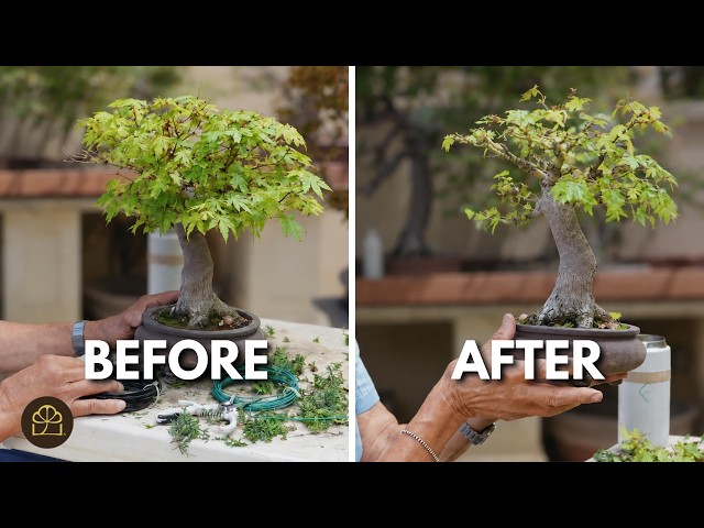 Transforming Two Overgrown Bonsai into Show Trees