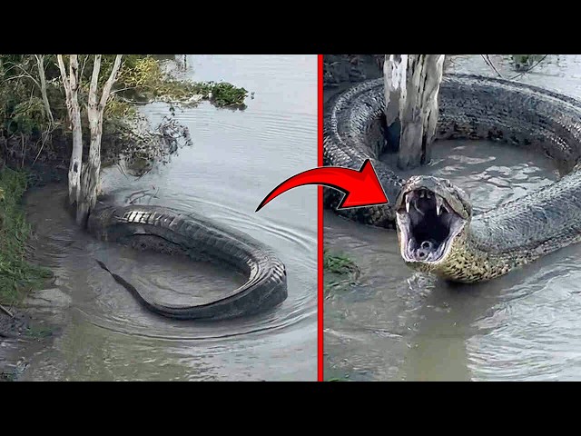 Mysterious Snake Was Recently Captured in China; Nobody Could Believe What It Did Next!