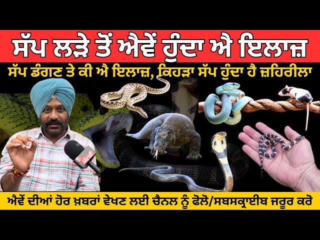 ਜ਼ੇਕਰ ਸੱਪ ਡੰਗ ਜਾਵੇ ਤਾਂ ਪਹਿਲਾਂ ਇਹ ਕਰੋ  👍