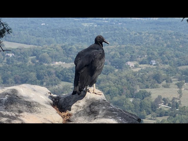 Appalachian Trail Thru Hike SOBO 2026 | Day 99