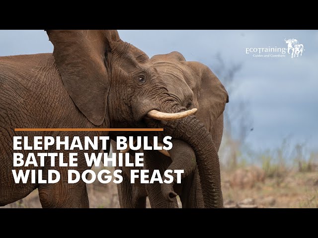 Arrival of the Summer Rains | Elephant Bull Clash & Wild Dogs on a Kill | EcoTraining