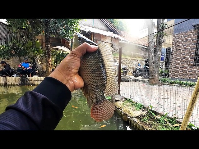 Mancing Borongan Nila Bawal Rp 4,7 Juta Umpan Lumut Pelet