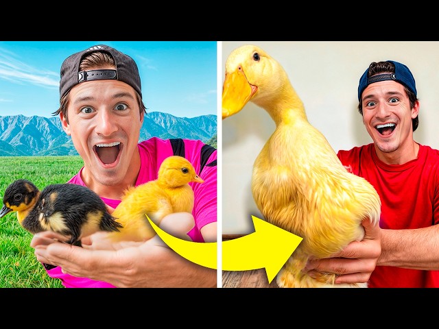 ASÍ FUE LA TRANSFORMACIÓN DE MIS PATOS EN 1 MES !!