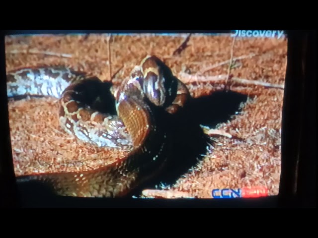 Snake fight| python vs king cobra