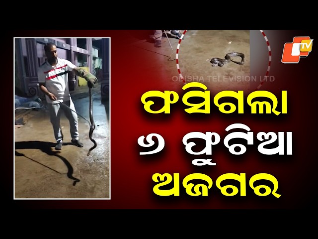 6-Foot Python Enters Goat Shed in Angul, Rescued Safely by Snake Rescuers