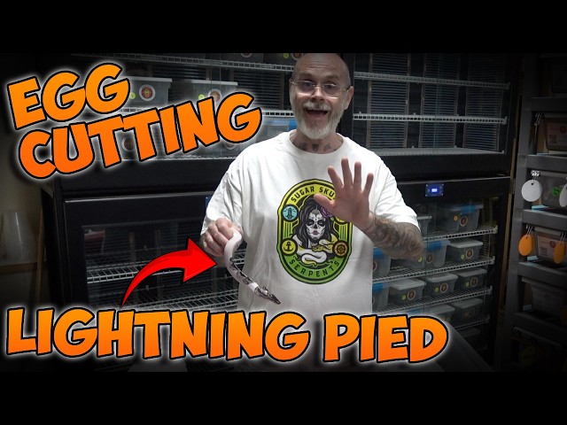 Lightning Pied EGG CUTTING!