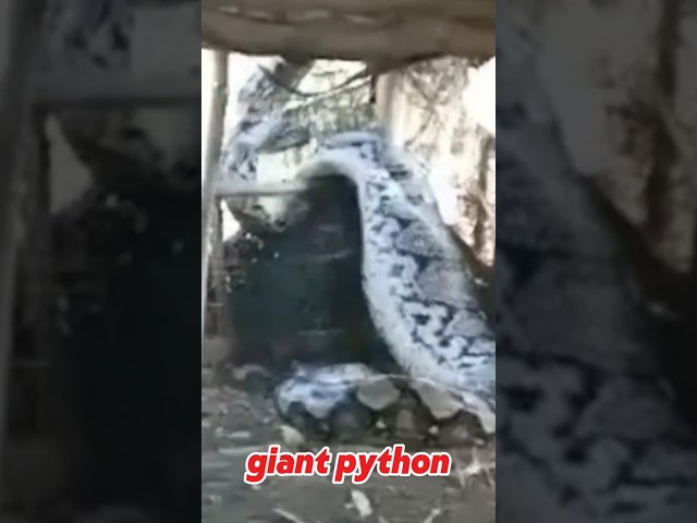this is a giant python that has just swallowed a mother cow #python #giantpython