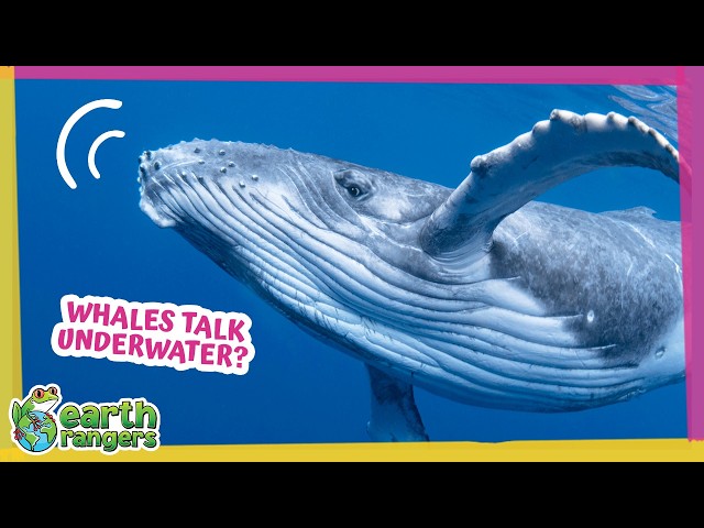 Why Are These Whales Blowing Bubbles? | Earth Rangers