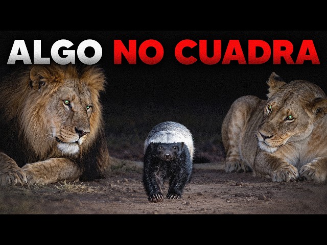 Why Do All Lions Respect the Honey Badger?