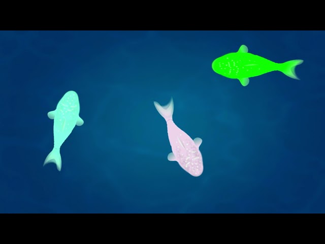 Video cat with Fish - Fish to play for Cats and Cats - Also for Dogs!