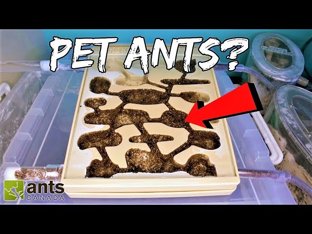 Why Are MILLIONS of People Keeping ANTS as PETS?