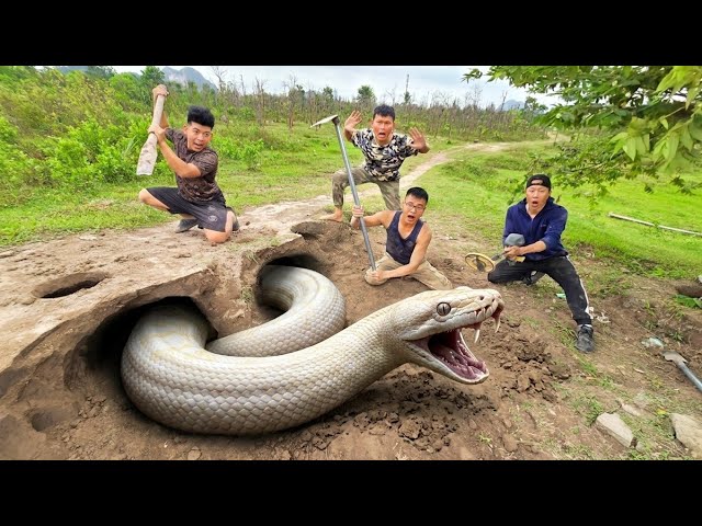 expert bravely uses Pitbulls to dig out and capture a giant white python.