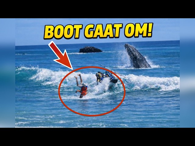 BOAT CAPTIVATES! Among gigantic whales