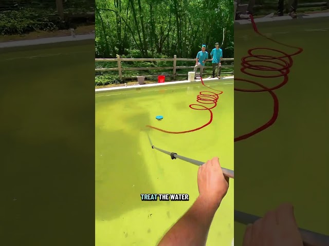 How would you clean a brown pool? #poolcleaning #poolmaintenance #thep00lguy #poolcare #poolexperts