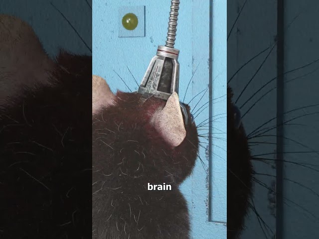 This Experiment Linked Two Rat Brains 😮