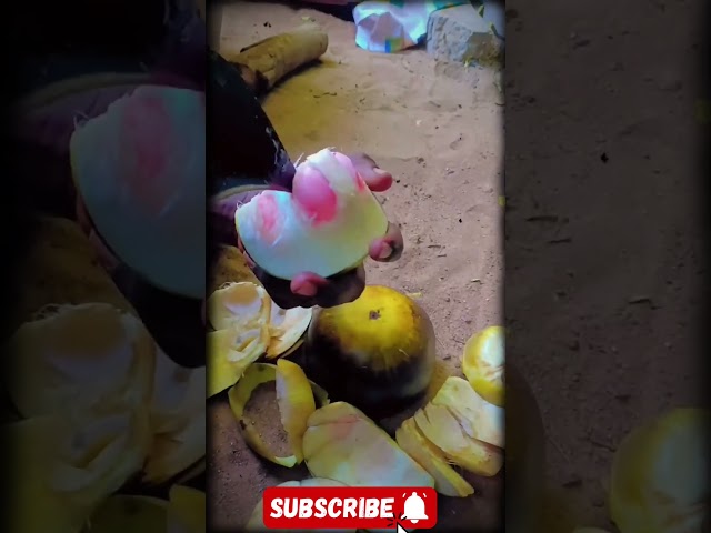 📹 சிவப்பு கலர் நுங்கு உண்மையில் இருக்கா #shorts #shorts #shortsfeed #trending #facts #youtubeshorts