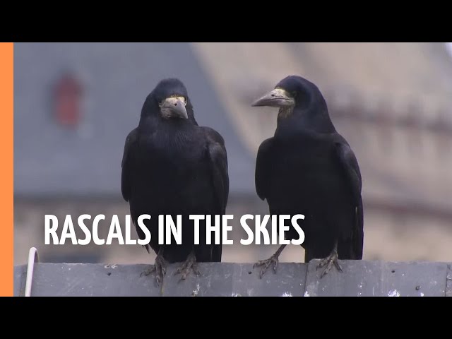Fascinating insights into the world of corvids - Rascals in the Skies | Full Documentary